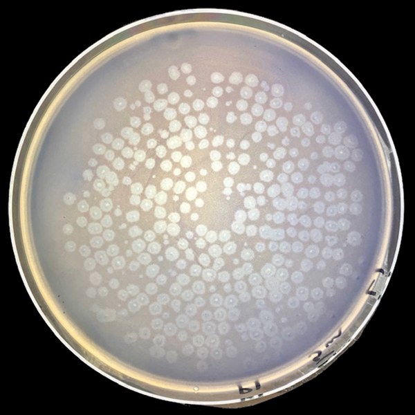 MS-2 virus petri dish at start of test, dense with plaques