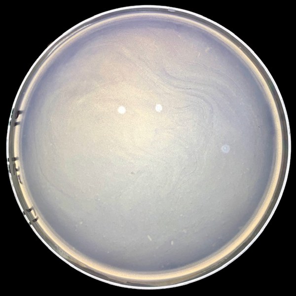 Same petri dish after 15 minutes, nearly clear